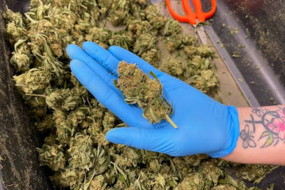 marijuana.jpg